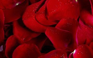 Preview wallpaper rose, red, petals, flowers