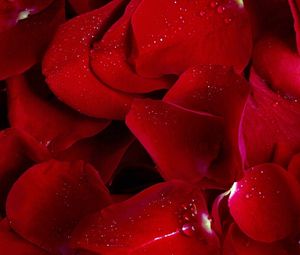 Preview wallpaper rose, red, petals, flowers