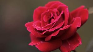 Preview wallpaper rose, red, petals, drops