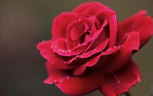Preview wallpaper rose, red, petals, drops