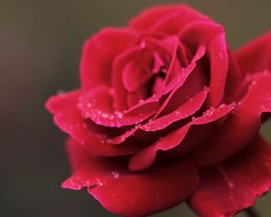 Preview wallpaper rose, red, petals, drops