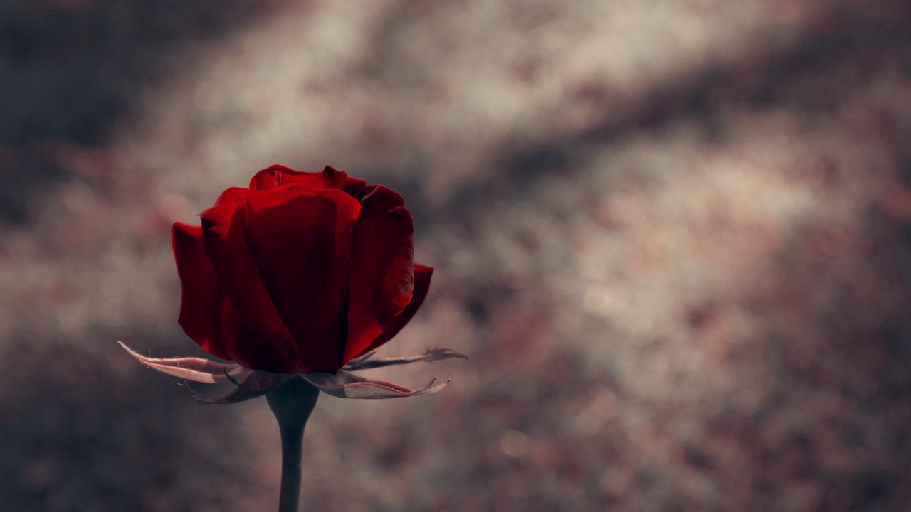 Wallpaper rose, red, stem, bud, shadow, background