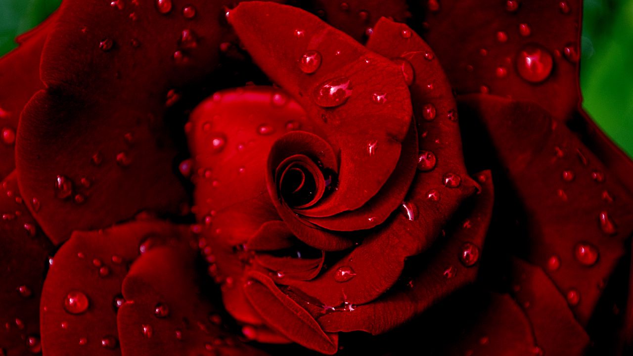 Wallpaper rose, red, wet, drops, dew, petals
