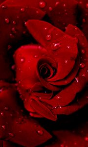 Preview wallpaper rose, red, wet, drops, dew, petals