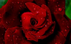 Preview wallpaper rose, red, wet, drops, dew, petals