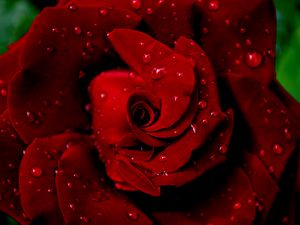 Preview wallpaper rose, red, wet, drops, dew, petals