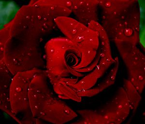 Preview wallpaper rose, red, wet, drops, dew, petals