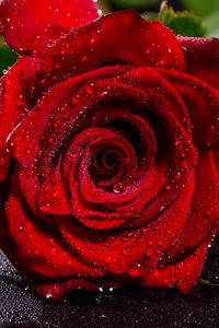 Preview wallpaper rose, red, wet, petals, drops