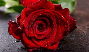 Preview wallpaper rose, red, wet, petals, drops