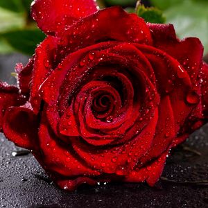 Preview wallpaper rose, red, wet, petals, drops