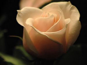 Preview wallpaper rose, shadow, petals, bright