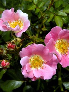 Preview wallpaper rose, shrub, flower, green, close-up