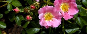 Preview wallpaper rose, shrub, flower, green, close-up