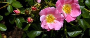 Preview wallpaper rose, shrub, flower, green, close-up