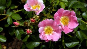 Preview wallpaper rose, shrub, flower, green, close-up