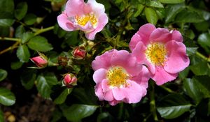 Preview wallpaper rose, shrub, flower, green, close-up