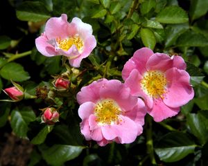 Preview wallpaper rose, shrub, flower, green, close-up