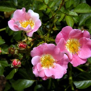 Preview wallpaper rose, shrub, flower, green, close-up