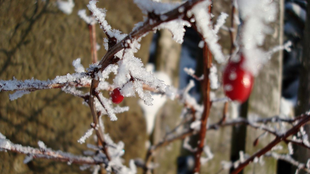 Wallpaper rose, snow, frost, branch