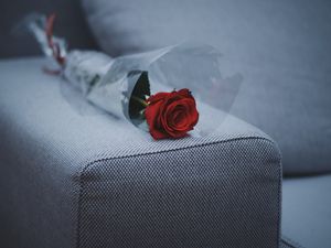 Preview wallpaper rose, sofa, furniture