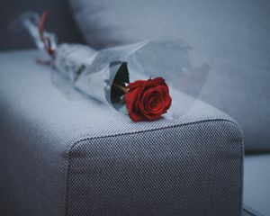Preview wallpaper rose, sofa, furniture