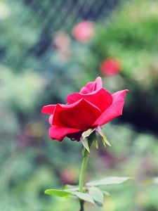 Preview wallpaper rose, stem, petals, leaves