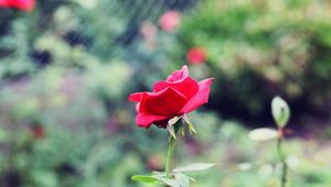 Preview wallpaper rose, stem, petals, leaves