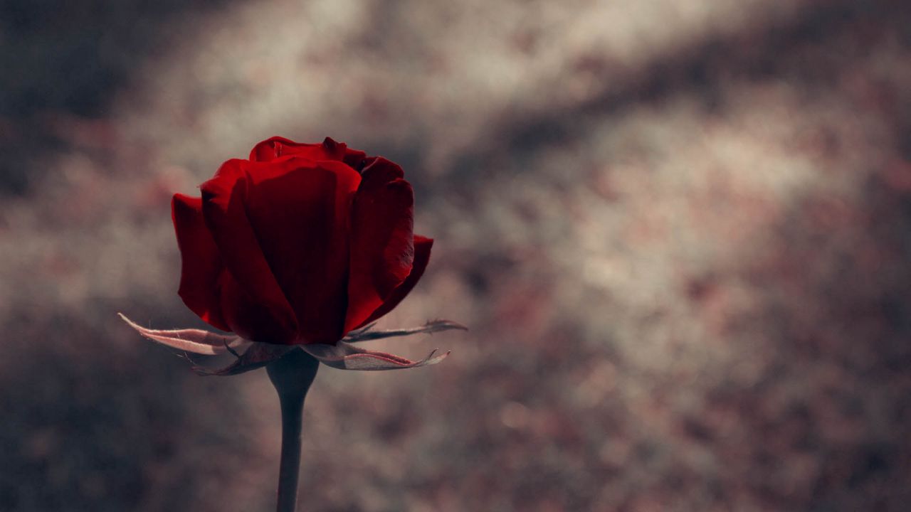 Wallpaper rose, stem, red, background, dark