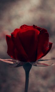 Preview wallpaper rose, stem, red, background, dark