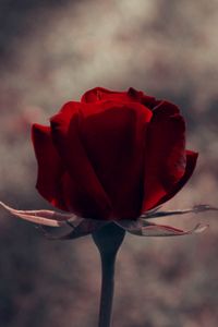 Preview wallpaper rose, stem, red, background, dark
