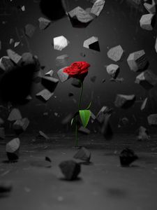 Preview wallpaper rose, stones, fragments, flower, red
