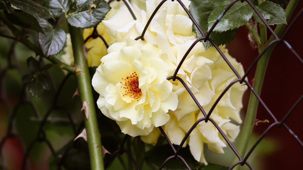 Wallpaper rose, thorn, flowers, bush