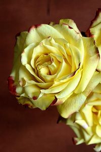 Preview wallpaper rose, three, yellow, sharpness