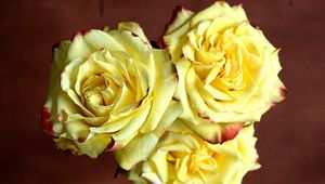 Preview wallpaper rose, three, yellow, sharpness