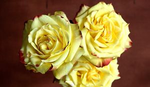 Preview wallpaper rose, three, yellow, sharpness