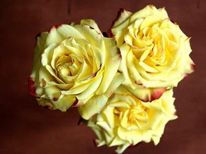 Preview wallpaper rose, three, yellow, sharpness