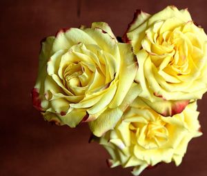 Preview wallpaper rose, three, yellow, sharpness