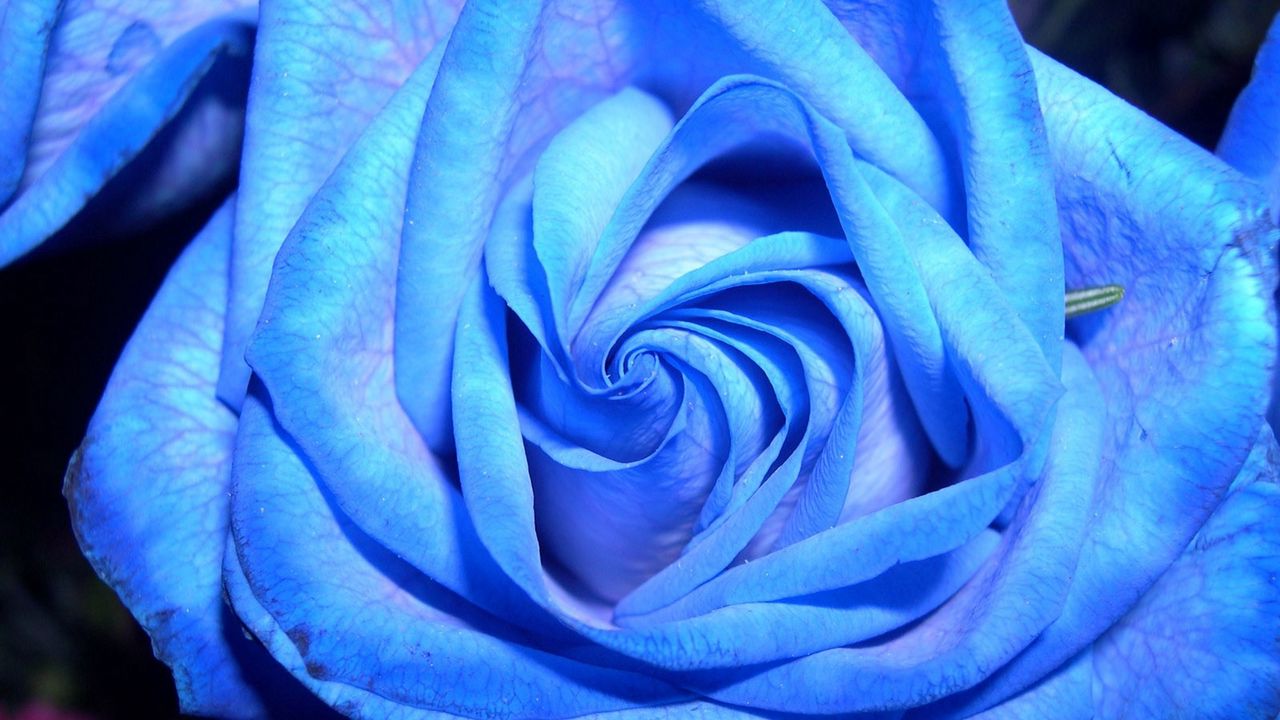 Wallpaper rose, unusual, mutation, petals