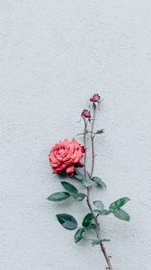 Preview wallpaper rose, wall, minimalism, branch, bush, bud