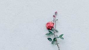 Preview wallpaper rose, wall, minimalism, branch, bush, bud