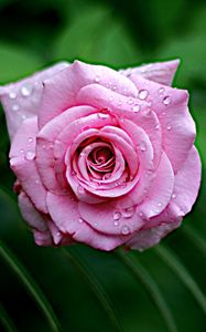 Preview wallpaper rose, wet, bloom, drops, dew, leaves, pink, close-up