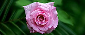 Preview wallpaper rose, wet, bloom, drops, dew, leaves, pink, close-up