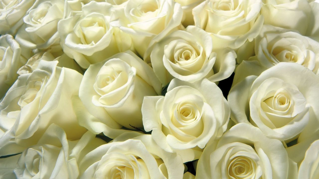 Wallpaper rose, white, bud, much