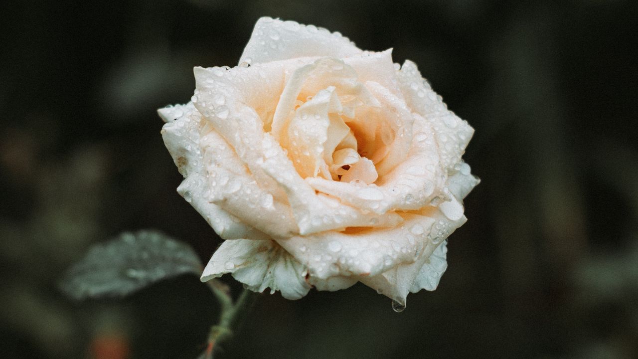 Wallpaper rose, white, drops, dew, blur