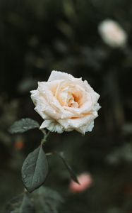 Preview wallpaper rose, white, drops, dew, blur