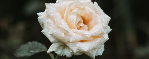 Preview wallpaper rose, white, drops, dew, blur