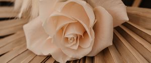 Preview wallpaper rose, white, flower, bouquet