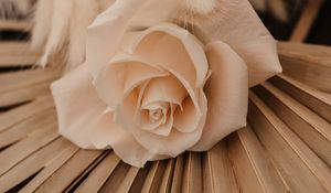 Preview wallpaper rose, white, flower, bouquet