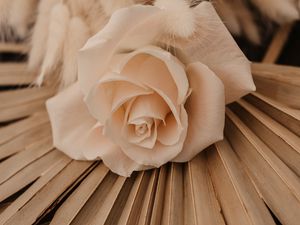 Preview wallpaper rose, white, flower, bouquet