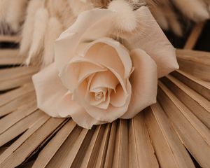 Preview wallpaper rose, white, flower, bouquet